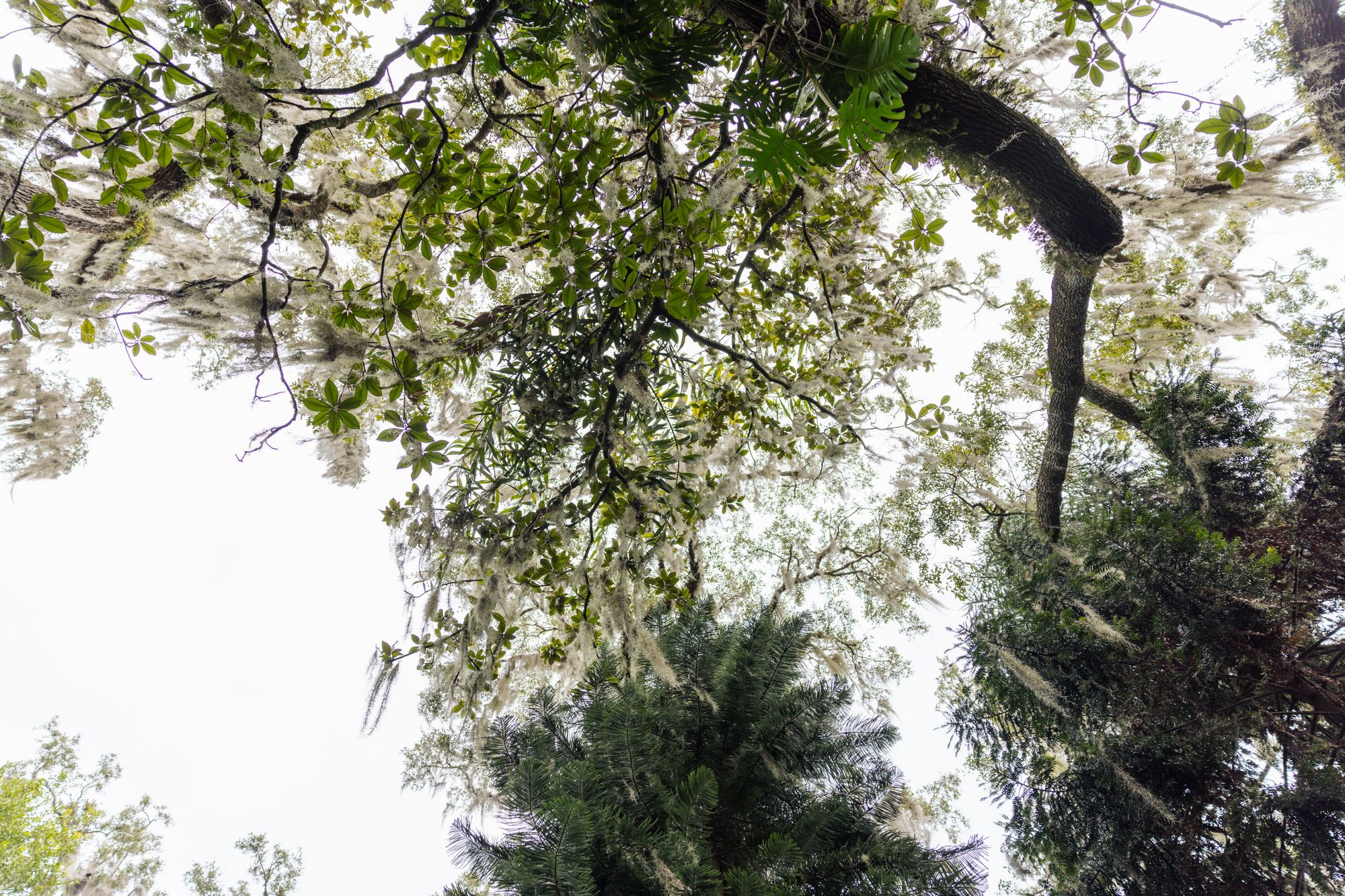 Harry P. Leu Gardens 5