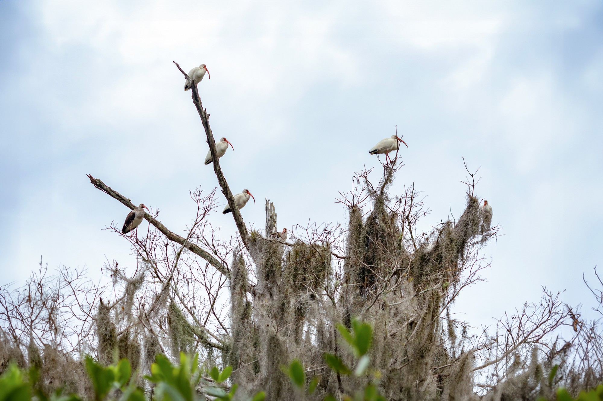 Loxahatchee Queen Pontoon Boat Tour 5
