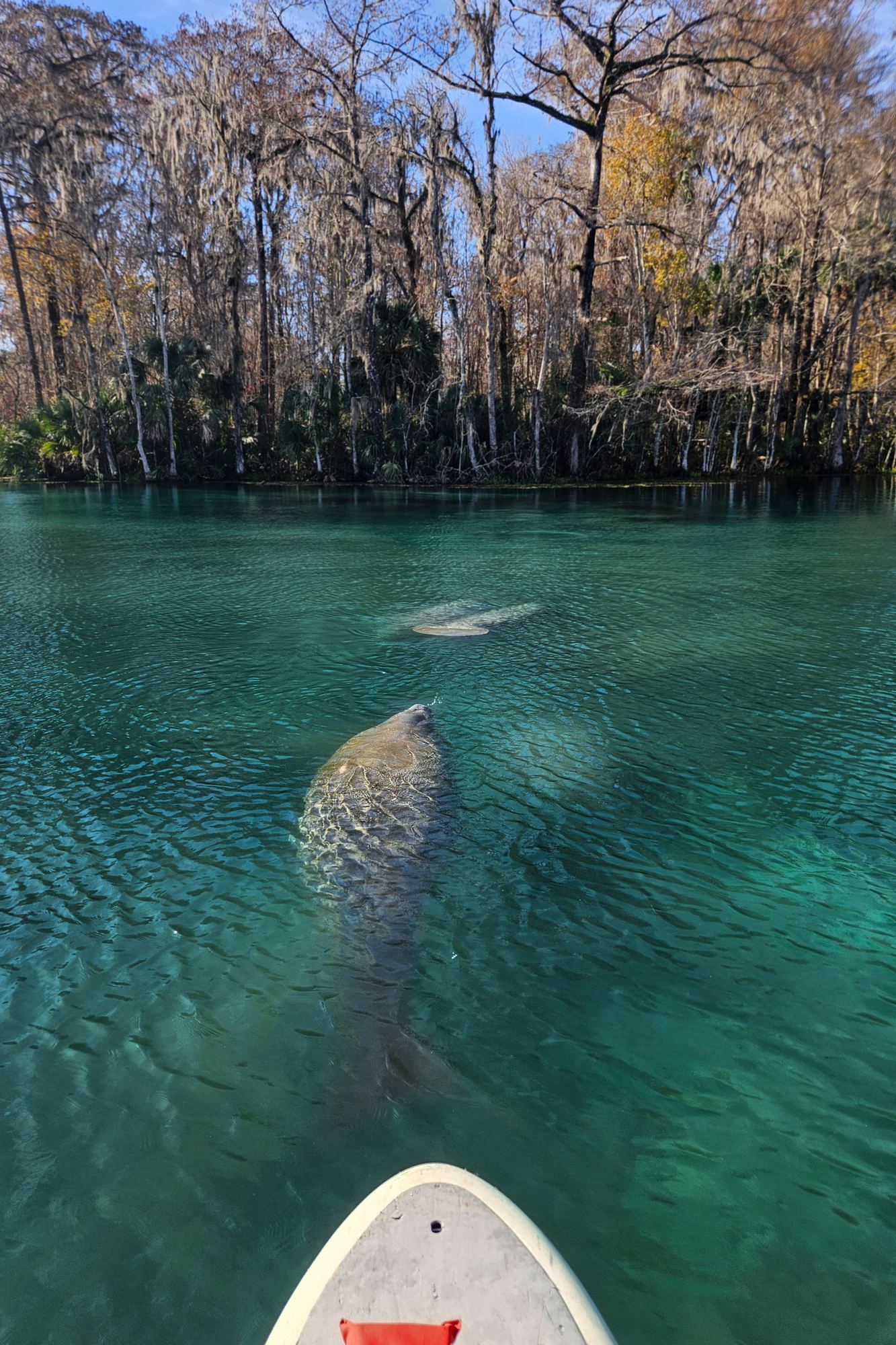 Silver Springs State Park 2