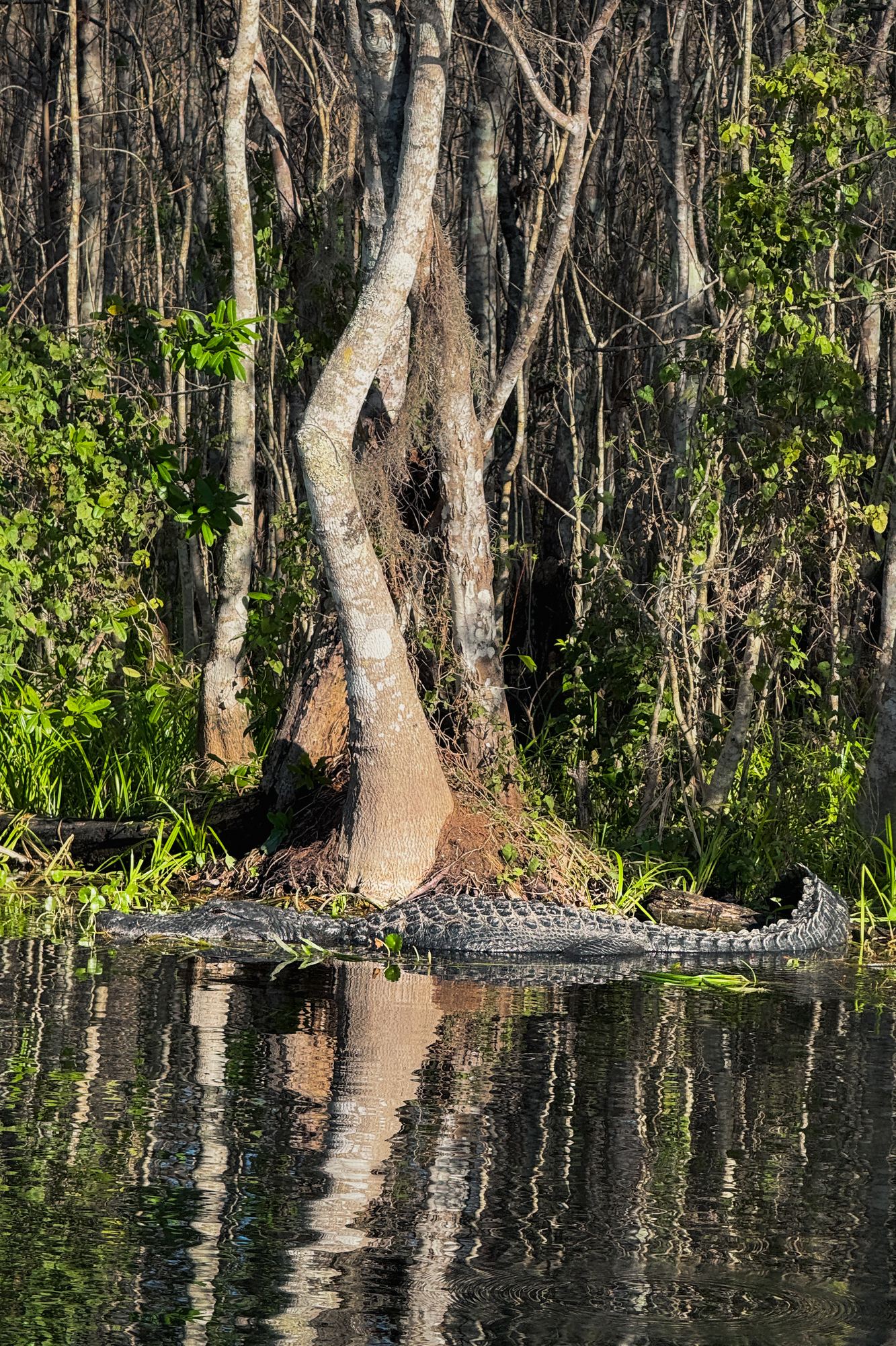 Silver Springs State Park 4