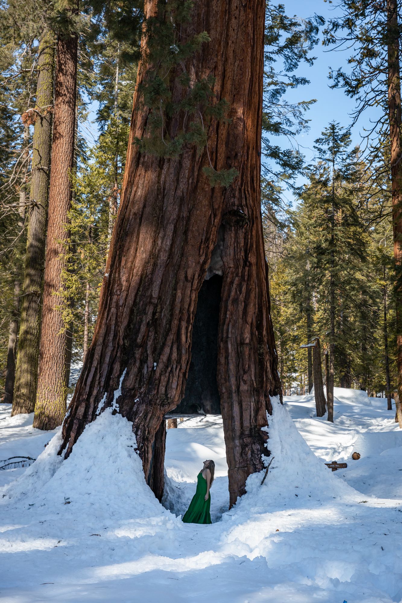 Mariposa Grove – Tunnel Tree (winter)