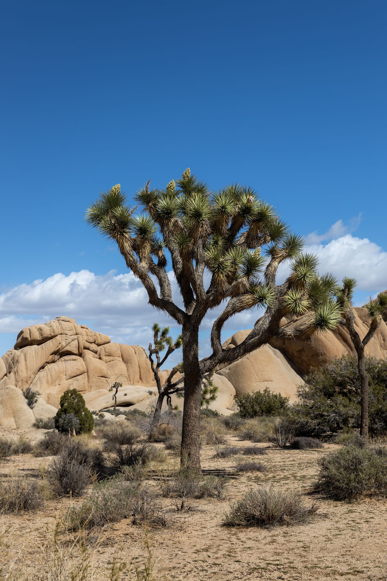 Along the Scenic Drive