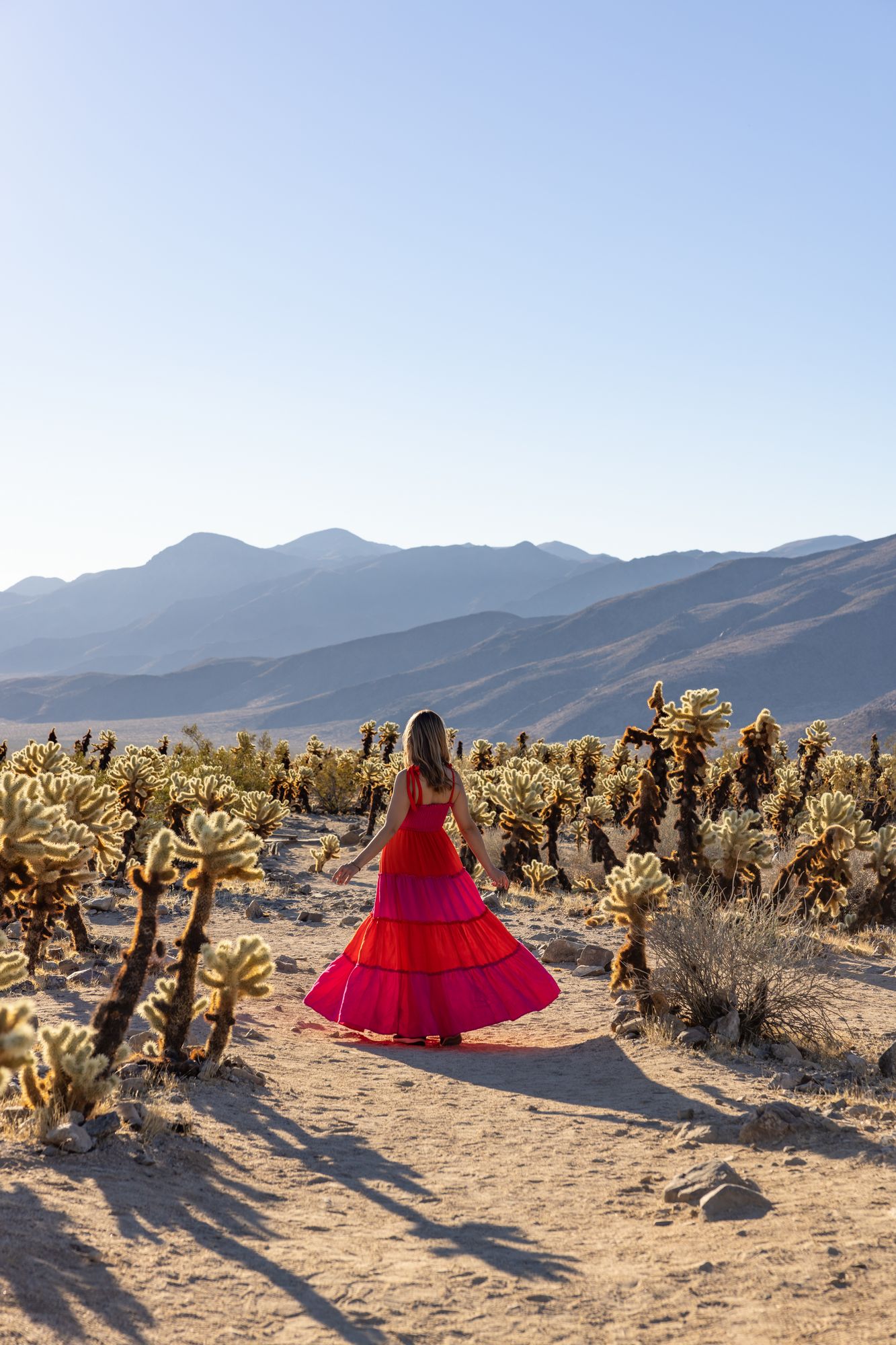 Cholla Cactus Garden 3