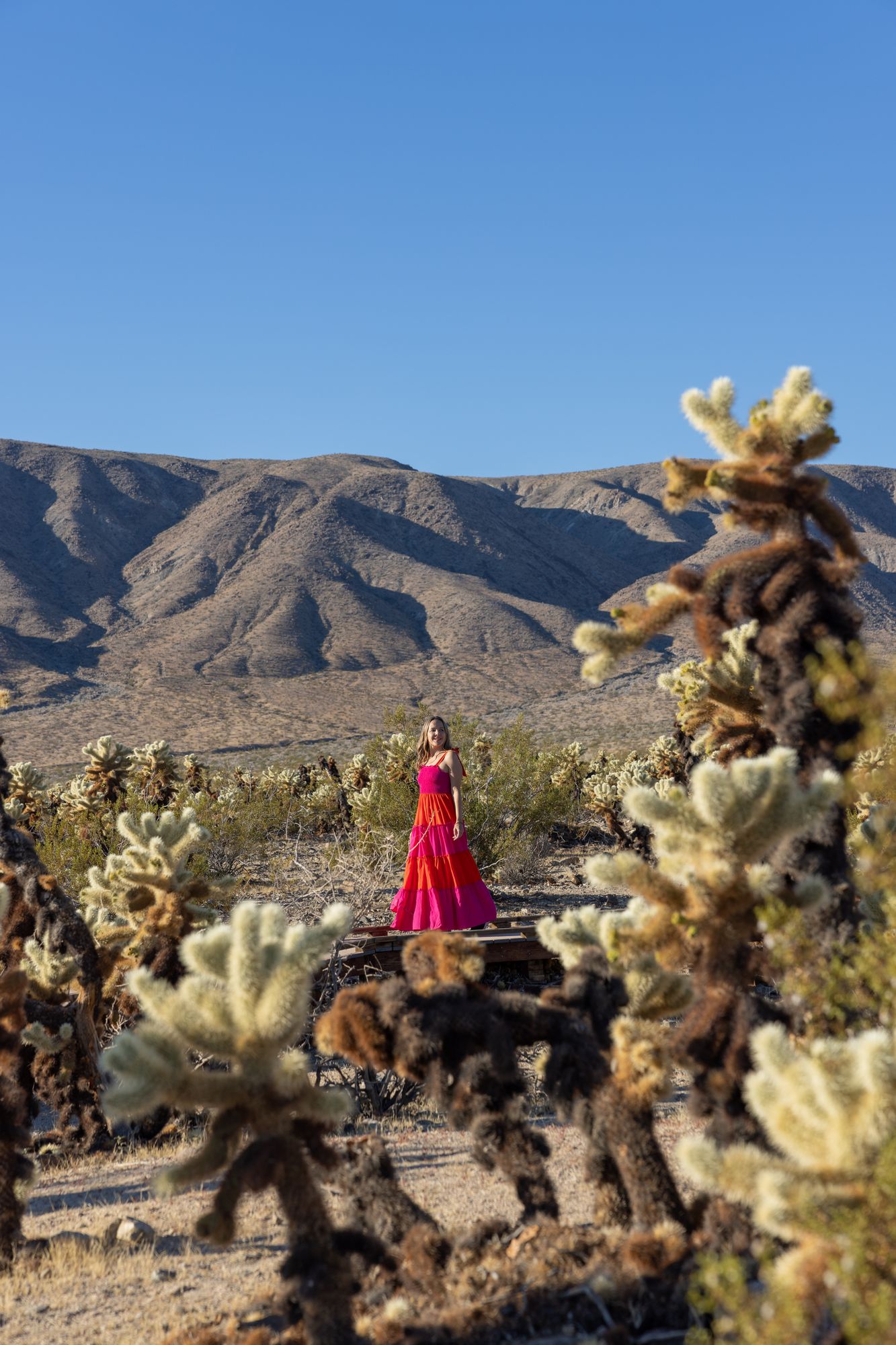 Cholla Cactus Garden 4