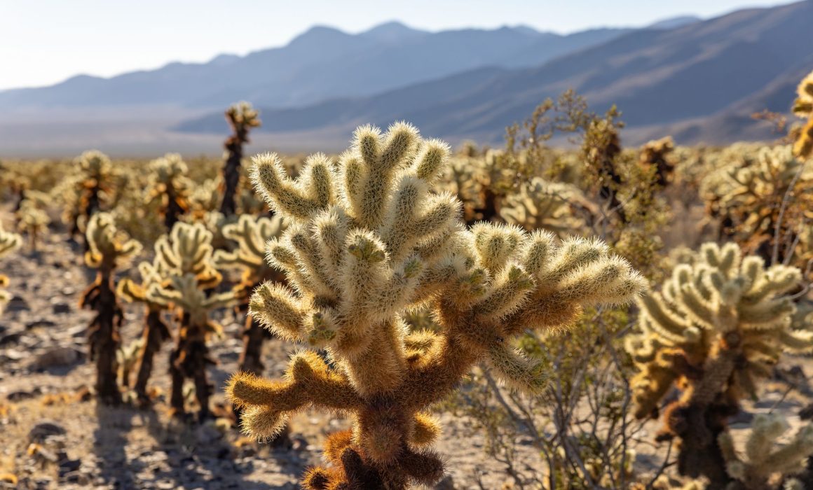 Several cholla cacti in the Cholla Cactus Garden in Joshua Tree National Park during the midday.