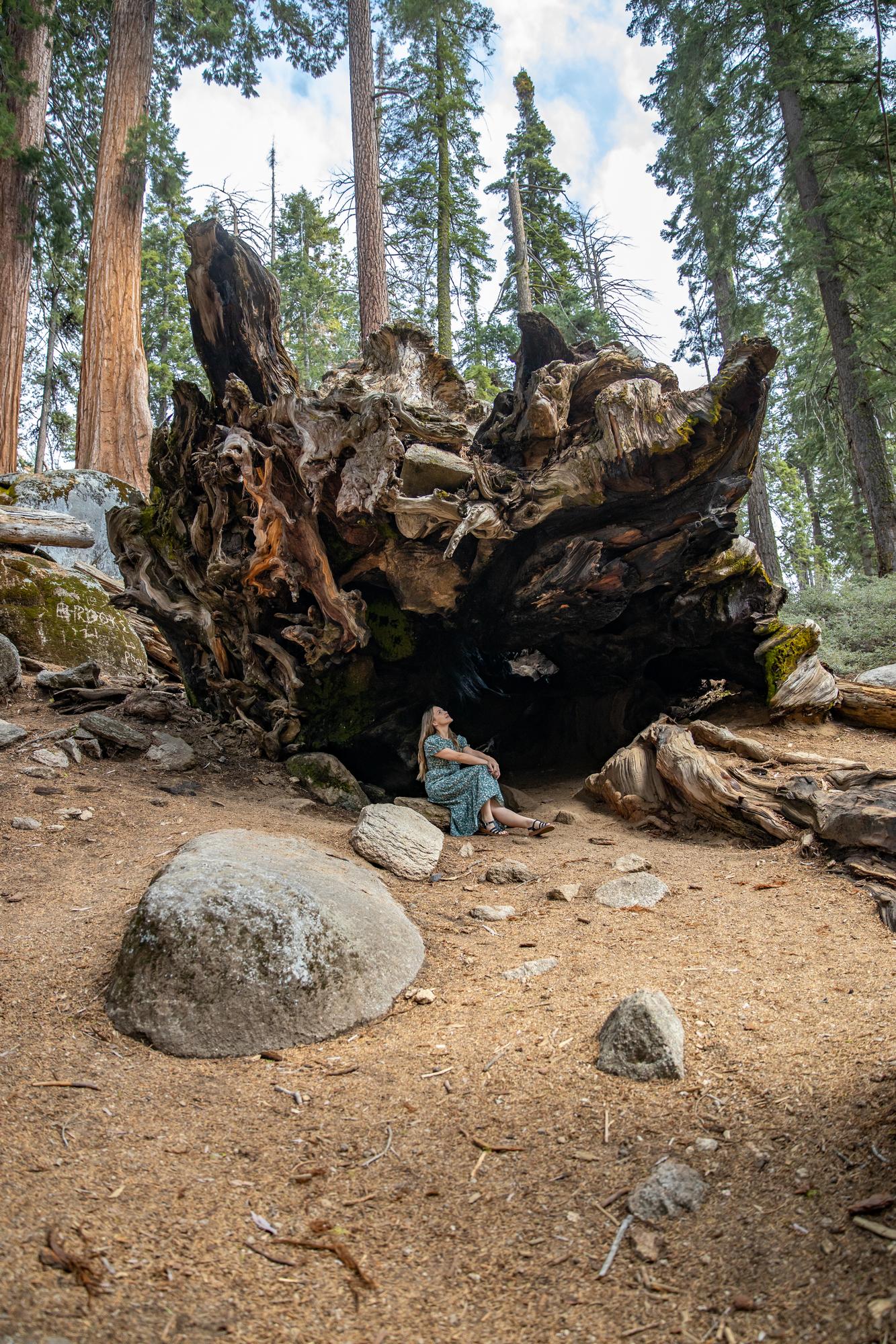 Fallen tree along the General Grant Tree trail 2