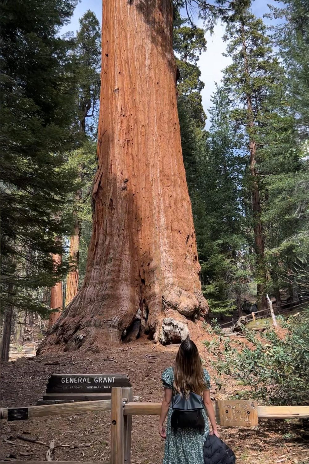 The General Grant Tree from below, with a person looking up at the giant sequoia.