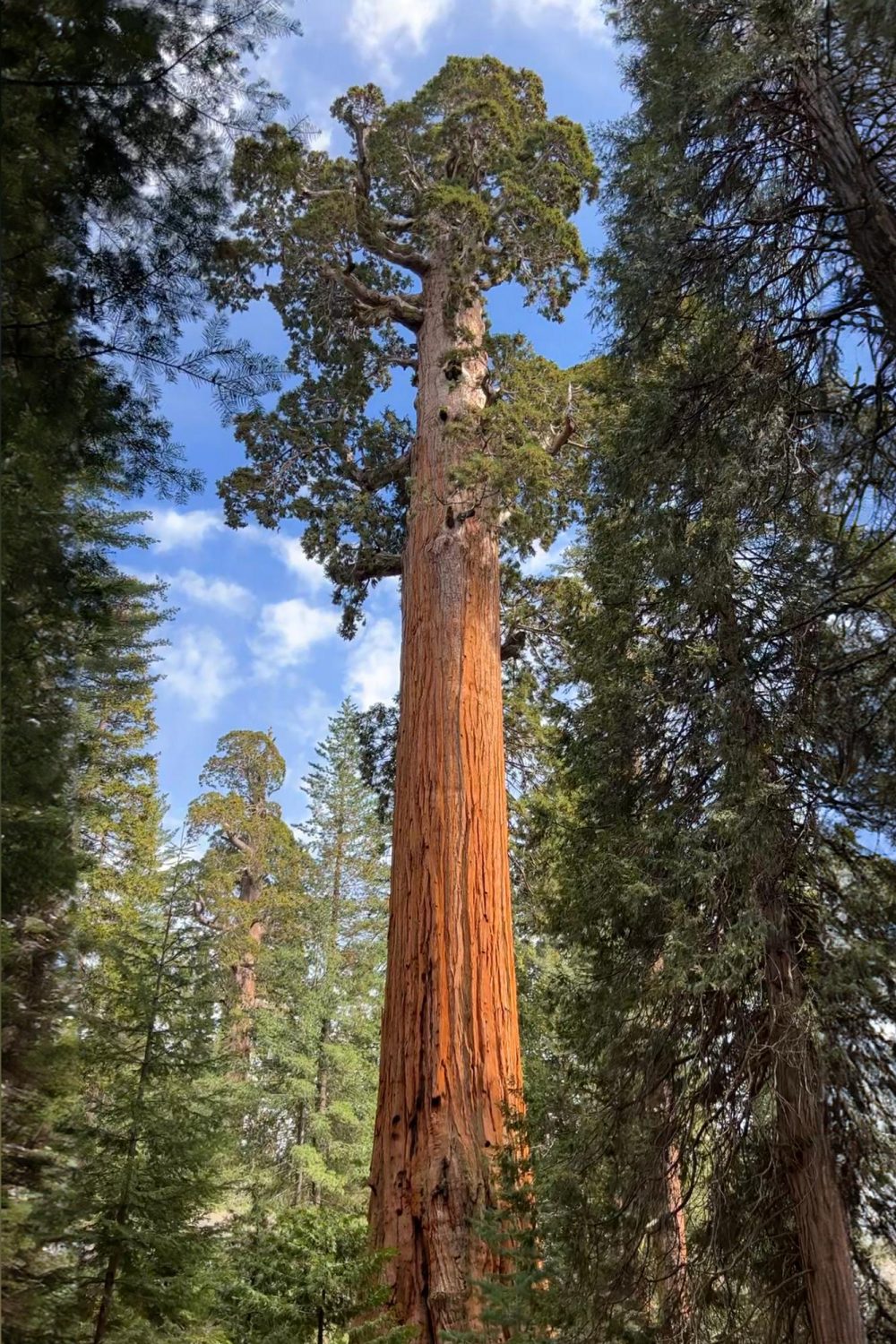 The General Grant Tree from afar, looking up from its massive trunk to its branches.