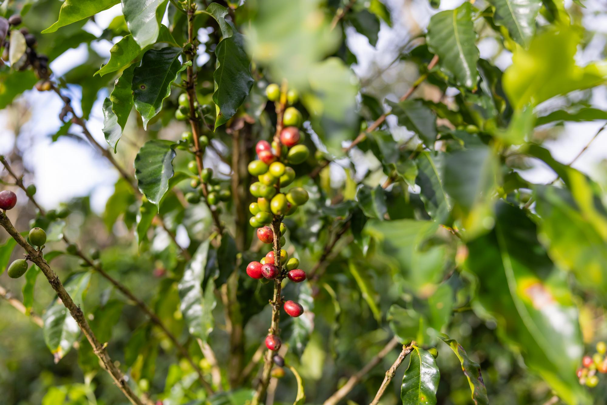 Chicoj Coffee Tour Coban 1