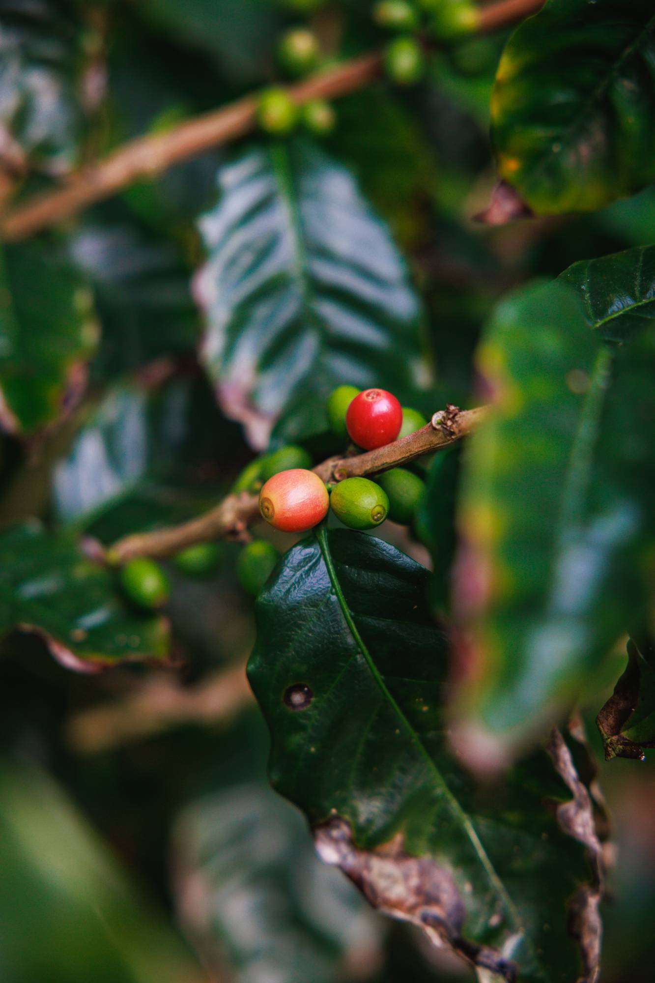 Small local coffee plantation Quinta dos Acores 2