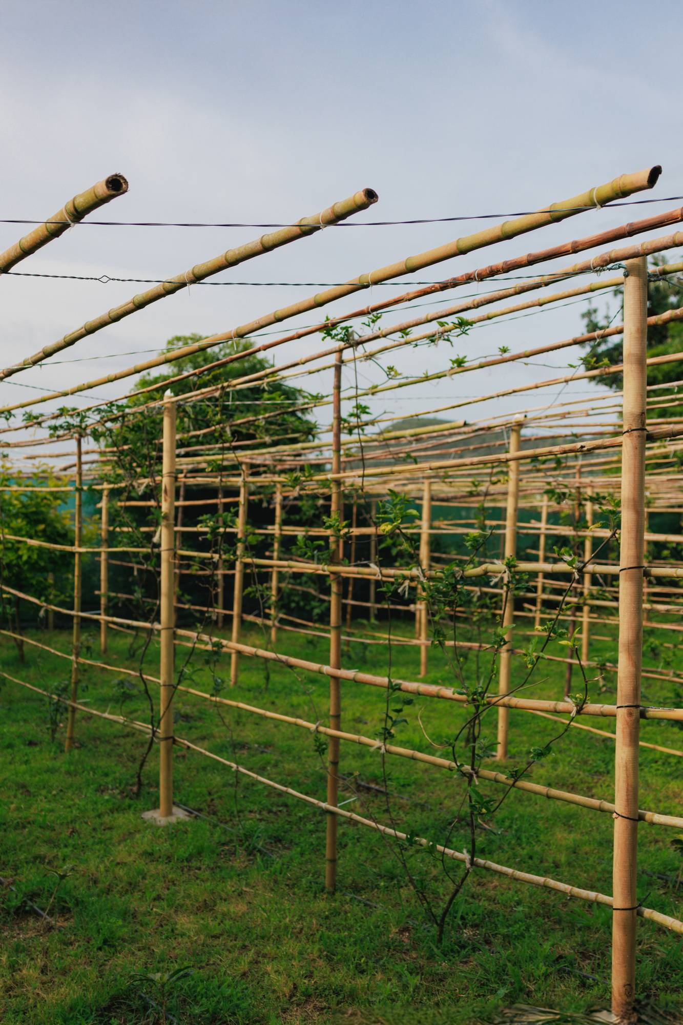 Small local coffee plantation Quinta dos Acores