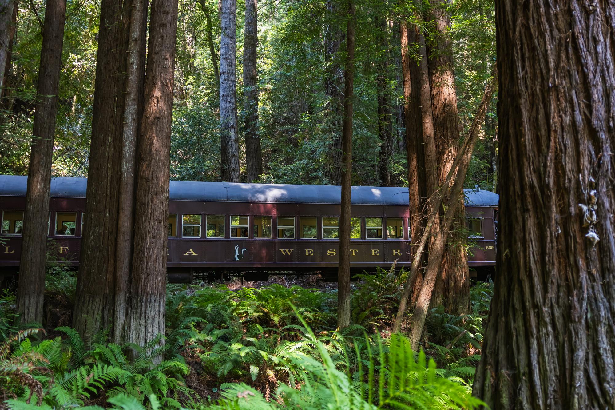 Skunk train The Skunk Train riding past the trees.